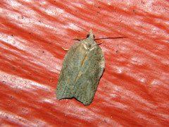 Acleris effractana