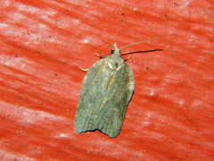 Acleris effractana