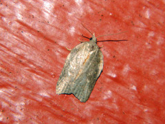 Acleris effractana