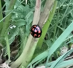 Aiolocaria hexaspilota