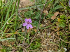 Erodium cicutarium