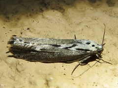 Ethmia semitenebrella
