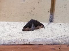 Anonychia lativitta