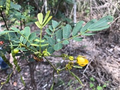 Senna gaudichaudii