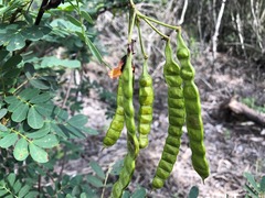 Senna gaudichaudii