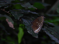 Euploea klugii kollari