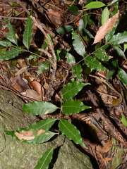 Nacaduba sinhala