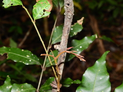 Nacaduba sinhala