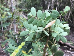 Senna gaudichaudii