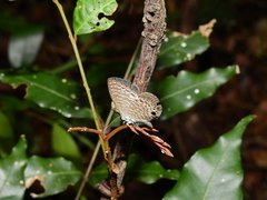 Nacaduba sinhala