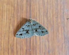 Psyra angulifera