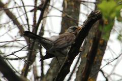 Turdus pilaris
