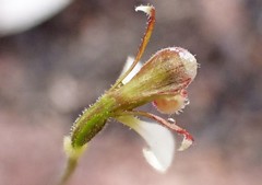 Eriochilus collinus