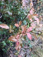 Alectryon subdentatus