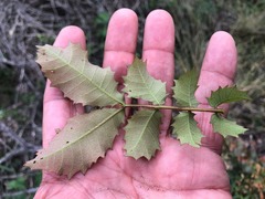 Alectryon subdentatus