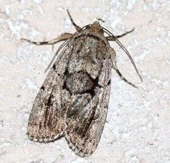 Sympistis infixa