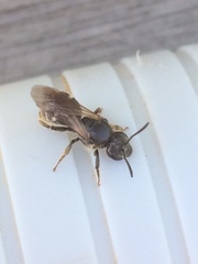 Chelostoma florisomne