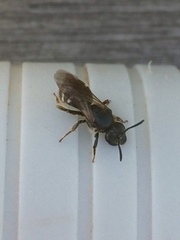 Chelostoma florisomne