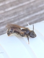 Chelostoma florisomne