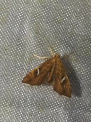 Uthinia albisignalis