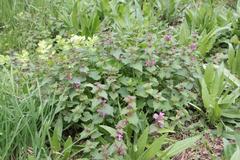 Lamium maculatum