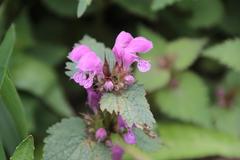 Lamium maculatum