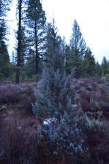 Juniperus grandis