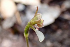 Eriochilus collinus