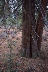 Juniperus grandis