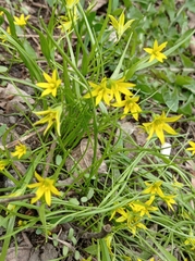 Gagea minima