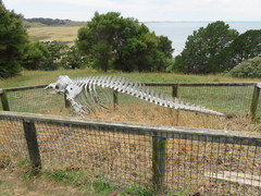 Globicephala