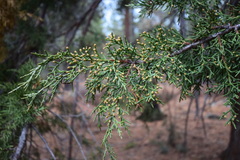 Juniperus grandis