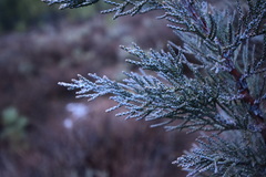 Juniperus grandis