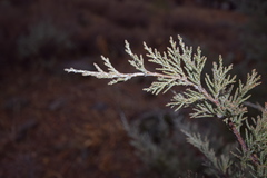 Juniperus grandis