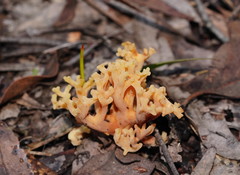 Ramaria watlingii