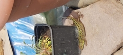 Lacerta agilis