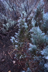 Juniperus grandis
