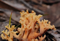 Ramaria watlingii