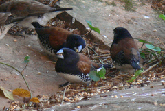 Spermestes bicolor nigriceps