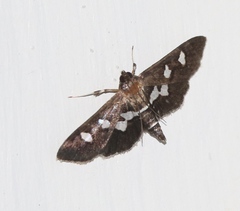 Desmia subdivisalis