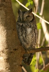 Otus senegalensis