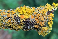 Xanthoriicola physciae