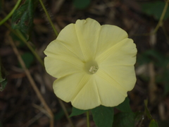 Camonea vitifolia