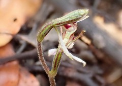 Eriochilus collinus