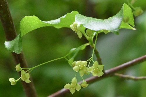Euonymus leiophloeus, photograph 3