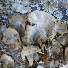 Umbilicaria hirsuta