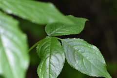 Euonymus leiophloeus
