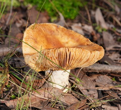 Russula neerimea