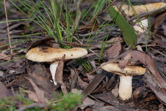 Russula neerimea