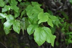 Euonymus leiophloeus